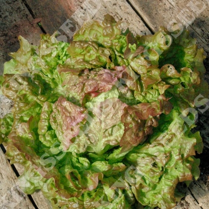 Picture of Lettuce Iceberg 2
